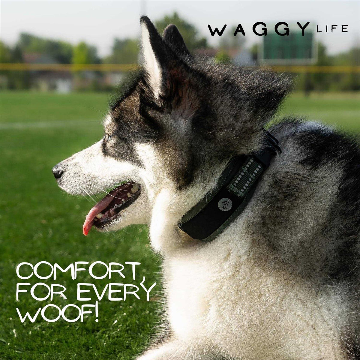 Adjustable Heavy Duty Reflective Padded Dog Collar F5506