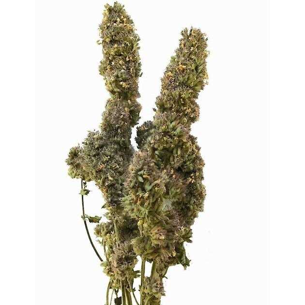 Catnip Buds O803770