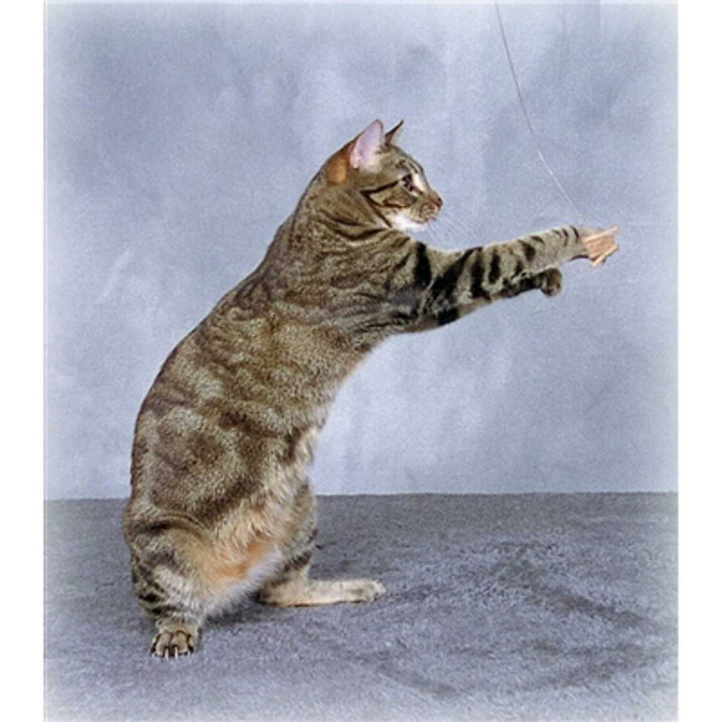 Cat Toy H9584