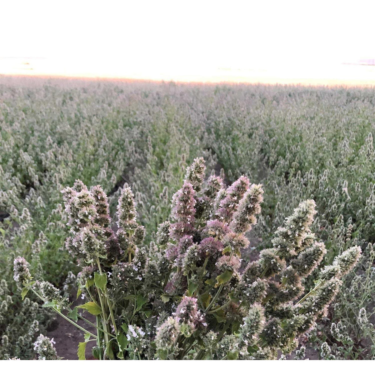 Catnip Buds O803770