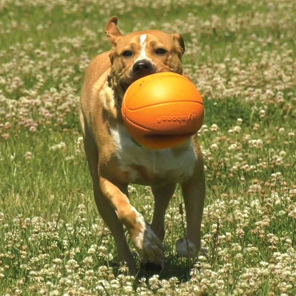 Dog Toy G64579