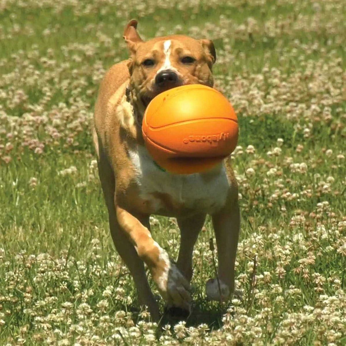 Dog Toy G64579